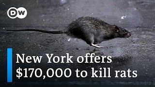 New York seeks rat czar to cull exploding rodent population  DW News