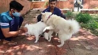 #Pomeranian dog mating in #Jaipur