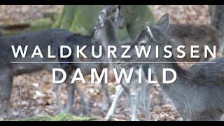 Damwild - Waldkurzwissen Ja 20 min sind kurz Grrr