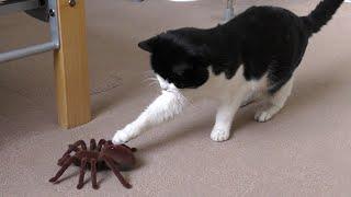 Cat Vs Giant Spider Tarantula RC