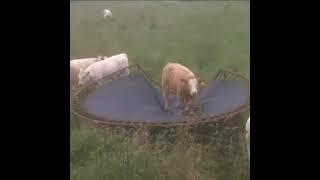 Cow on da trampoline