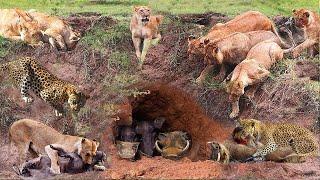 Lion Combines With Leopard Down To Warthogs Cave To Hunt - The Harsh Life Of Wild Animals 2023