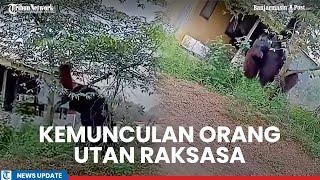 Viral Kemunculan Orang Utan Raksasa di Permukiman Warga Diduga di Kaltim Imbas Penebangan Liar