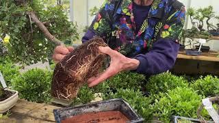 Advice for the first time buyer of Bonsai