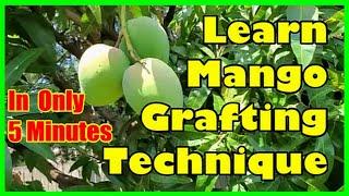 How To Graft Mango Tree Grafting Mango Trees Technique