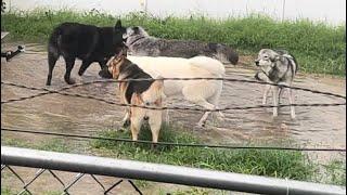 Lake Wolfpack puddle party w the wolf dogs