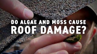 Do Algae Moss and Other Growth Cause Roof Damage?  Northface Construction