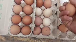 R3A сіла на яйця  випускаю курочок в 530 ранку