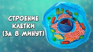 Строение клетки за 8 минут даже меньше