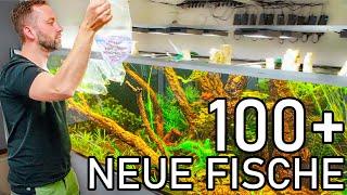 Wir Kaufen Neue Fische fürs 2000l Urwaldaquarium