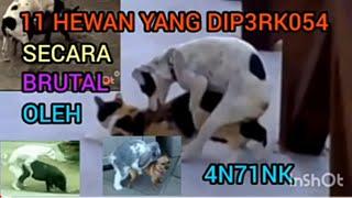 vidio anjing m3mp3rk05a angsa kucing kambing babi monyet.