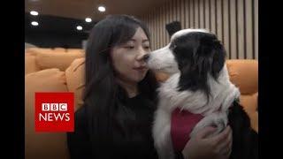 Pampered pooches Chinas luxury hotel for dogs - BBC News