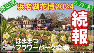 【浜名湖花博2024】続報。開幕から6日、撮影329（金）現在の状況報告です。はままつフラワーパーク開幕時の動画と見比べて頂いて来訪日のヒントにしていただけたら幸いです。