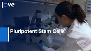 Pluripotent Stem Cells Differentiation into Liver Cells  Protocol Preview
