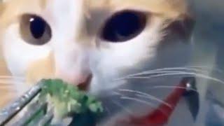 She tried feeding her cat broccoli