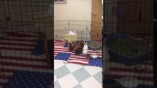 Video of adoptable pet named Westly