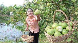 Have you ever grown guava tree around home?  Pick guava for my recipe