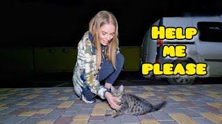Abandoned Cat Wasnt Playful Until He Met his Woman