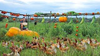 Brilliant Farm Ideas That Will Amaze You Raising Chickens & Ducks Combined with Organic Vegetables
