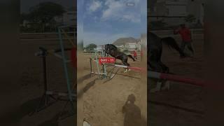 #100dayschallenge With Horses DAY-11100 Rajsamand to Ajmer #minivlog #viral