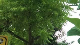 Pohon Mimba  Obat Gatal Alam  Obat Gatal Kulit - Obat Gatal Kulit Seluruh Badan Godong Embo