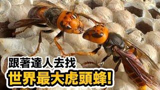 台灣有世界最大虎頭蜂兇猛毒性強 世界最危險昆蟲山中找尋隱密大虎頭蜂窩