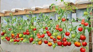 Growing tomatoes in plastic containers gives 3 times more yield if you do it this way