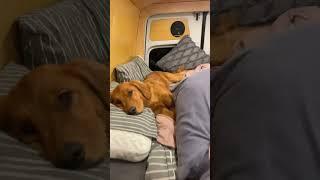 Puppy and van life fun