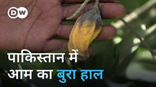 पाकिस्तान के आम पर मौसम की मार Pakistan farmers pin poor mango crop on climate change