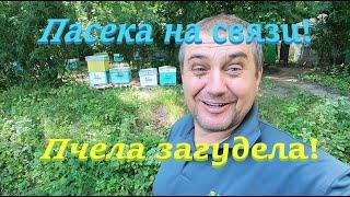  Медует белый клевер Пчела заработала #ПЧЕЛОВОДСТВО9