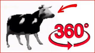 Polish Cow in REAL life  360° \ VR