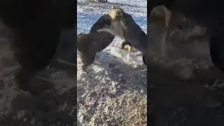 Bakarwal Tibetan Mastiff vs wolf fight #bakarwal