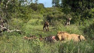 hyenas want share food from male lion eating video