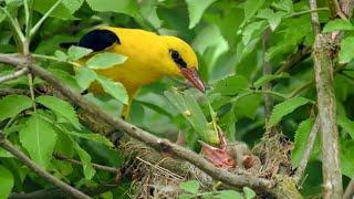 Burung yang bersarang – Oriole emas Eurasia Oriolus oriolus