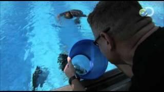 Surviving the Cut - One Man Confidence Swim  Special Forces Diver