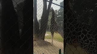 kolkata zoo giraffe