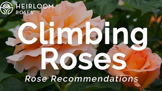 Climbing Roses  Rose Recommendations