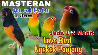 Masteran Love Bird Ngekek Panjang jeda 1-2 menit‼️@rmbfchannel