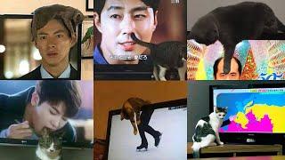 テレビの映像と重なった奇跡の猫ちゃんたち - A cat that overlaps with a TV