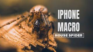 iPhone Spider Photoshoot