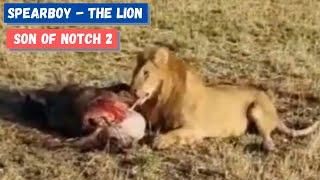 Spearboy Son of Notch 2 was spotted again  SPEARBOY - THE LION  BIG MALE LION  2021 footage