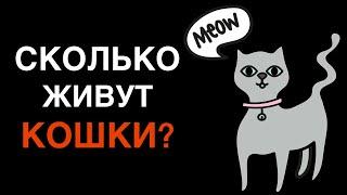 Сколько живут домашние коты и кошки?