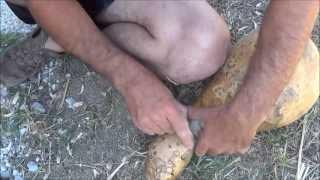 Haciendo una cantimplora de calabaza  Making a gourd canteen