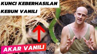 KESUKSESAN KEBUN VANILI Sistem Pengakaran Yang Kuat