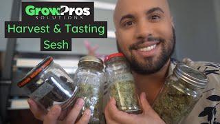 BEST HARVEST YET  Autoflower Weed Harvest & Tasting Sesh  Grow Pros Solutions HM660 Grow Light