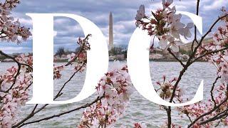 CHERRY BLOSSOMS in WASHINGTON DC in late March  USA road trip & travel vlog