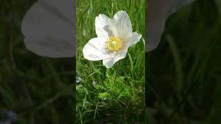 Sasanka lesní Anemone sylvestris snowdrop anemone Ветреница лесная