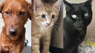 Week In My Life Fostering Kittens  6302024  Central Park Snake Plants WWE Smackdown
