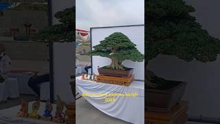 BONSAI TERBAIK PAMNAS BANGLI 2024