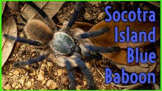Natures Sapphire in the Socotra Spider Kingdom -  Monocentropus balfouri